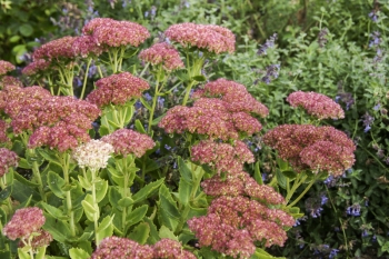 Sedum Telephium-Hybride Herbstfreude - Gro�e-Fetthenne (BIO)