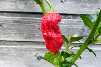 Chili Bhut Jolokia - Saatgut (BIO), Schrfegrad 10 +