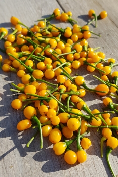 Chili Aji Charapita - Saatgut (BIO), Schrfegrad 9