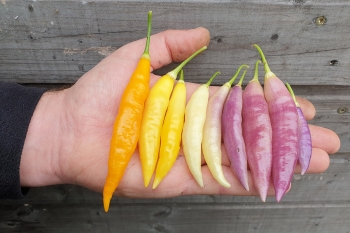 Chili Aji Challuaruro Amarillo - Saatgut (BIO), Schrfegrad 6