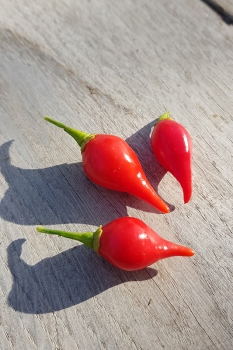 Chili Biquinho Vermelho - Saatgut (BIO), Schrfegrad 0