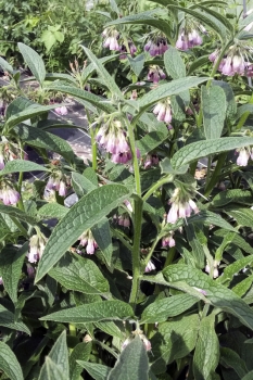 Symphytum officinale - Echter Beinwell (BIO)