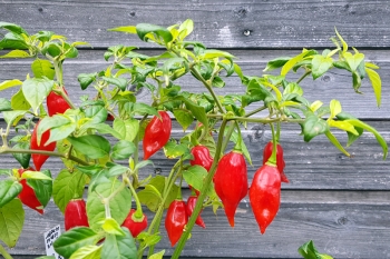 Chili Habanero Hot Paper Lantern - Saatgut (BIO), Schrfegrad 9