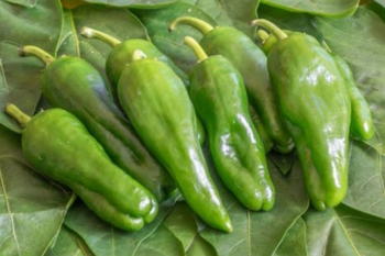 Chili Pimiento de Padrn - Saatgut (BIO), Schrfegrad 0-4