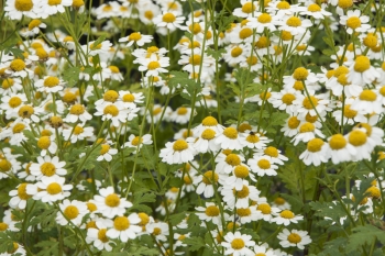 Tanacetum parthenium - Mutterkraut (BIO)