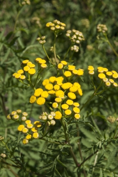 Tanacetum vulgare - Rainfarn (BIO)