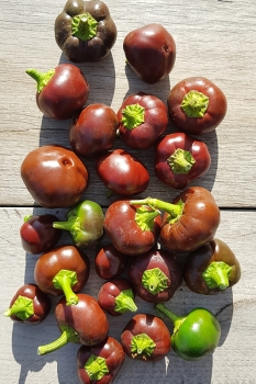 Chili Chocolate Cherry - Saatgut (BIO), Schrfegrad 2-3