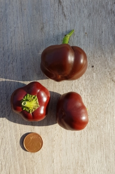 Chili Chocolate Cherry - Saatgut (BIO), Schrfegrad 2-3