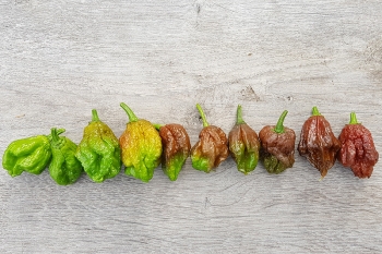 Chili Chocolate Reaper - Saatgut (BIO), Schrfegrad 10 +++