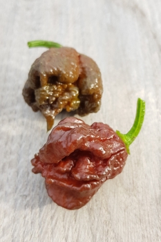 Chili Chocolate Reaper - Saatgut (BIO), Schrfegrad 10 +++