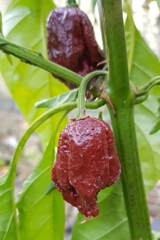 Chili Chocolate Reaper - Saatgut (BIO), Schrfegrad 10 +++