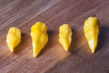 Chili Habanero Hot Lemon - Saatgut (BIO), Schrfegrad 10