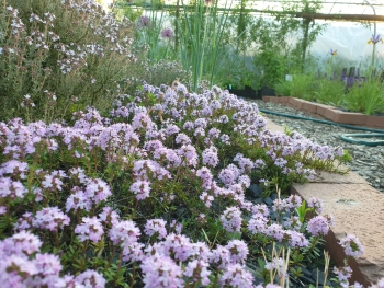 Thymus longicaulis ssp. odoratus - Kaskadenthymian (BIO)