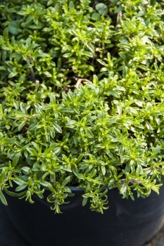 Thymus longicaulis ssp. odoratus - Kaskadenthymian (BIO)