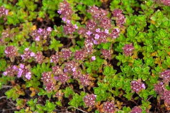 Thymus serpyllum - Sand-Thymian (BIO)