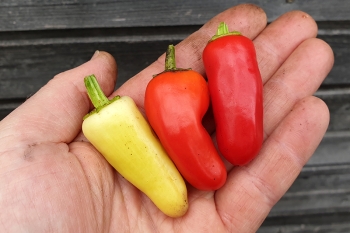 Chili Sweet Pickles - Saatgut (BIO), Schrfegrad 1-3