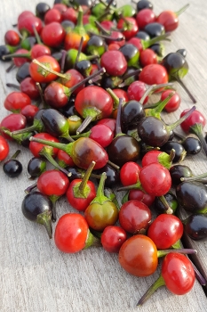 Chili Bella Donna - Saatgut (BIO), Schrfegrad 8