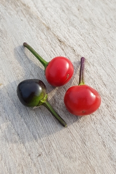 Chili Bella Donna - Saatgut (BIO), Schrfegrad 8