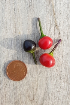 Chili Bella Donna - Saatgut (BIO), Schrfegrad 8