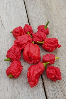 Chili Pepper XXX JD - Saatgut (BIO), Schrfegrad 10 +