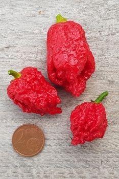 Chili Pepper XXX JD - Saatgut (BIO), Schrfegrad 10 +