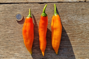 Chili Aji Amarillo - Pflanze (BIO), Schrfegrad 5-6