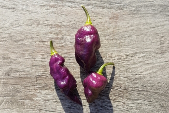 Chili Condors Beak - Pflanze (BIO), Schrfegrad 9-10