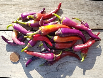 Chili Diavoletto - Pflanze (BIO), Sch�rfegrad 6-7