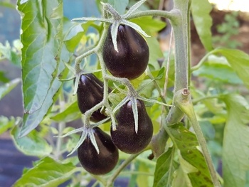 Tomate Blue Keyes - Pflanze (BIO)
