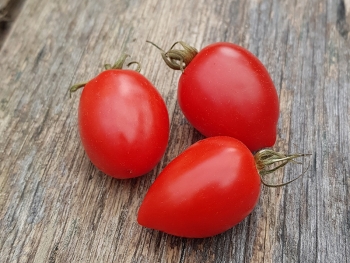 Tomate Taubenherz - Pflanze (BIO)