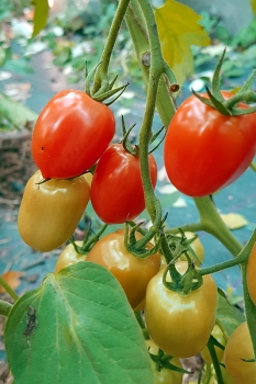 Tomate Taubenherz - Pflanze (BIO)