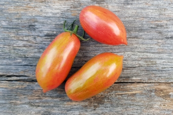 Tomate Artisan Pink Tiger - Pflanze (BIO)