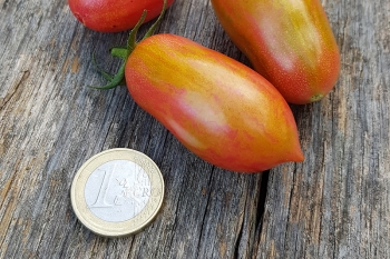 Tomate Artisan Pink Tiger - Pflanze (BIO)