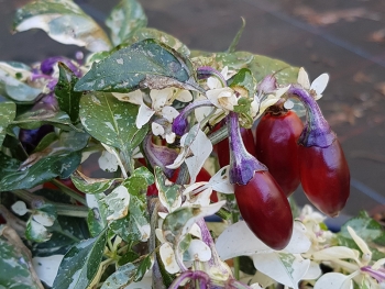 Chili Fish Pepper Purple - Pflanze (Bio), Schärfegrad 6