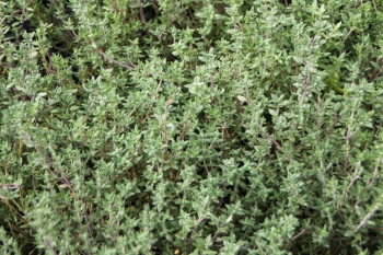 Thymus vulgaris Deutscher Winter - Winterharter Gewrz-Thymian (BIO)
