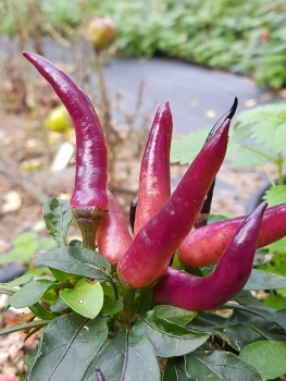 Chili Maya Purple Passion - Pflanze (BIO), Sch�rfegrad 5