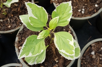Ocimum Hybride Pesto Perpetuo- Grn-Weies Strauch-Basilikum (BIO)