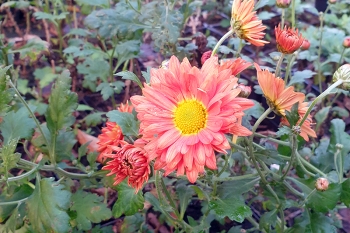 Chrysanthemum Indicum-Hybr. Apollo - Herbst-Chrysantheme (BIO)