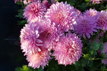 Chrysanthemum Indicum-Hybr. Orchid Helen - Herbst-Chrysantheme (BIO)