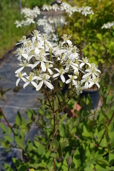 Clematis recta Purpurea - Purpur-Stauden-Klematis (BIO)