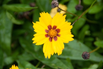Coreopsis lanceolata Sterntaler - Kleines M�dchenauge (BIO)