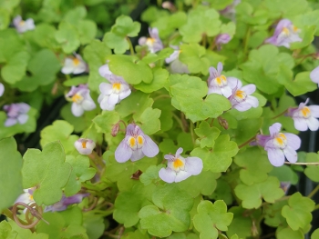 Cymbalaria muralis - Mauer-Zimbelkraut (BIO)