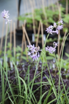 Tulbaghia violacea - Zimmerknoblauch (BIO)
