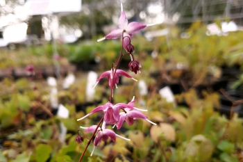 Epimedium grandiflorum Rubinkrone - Elfenblume (BIO)