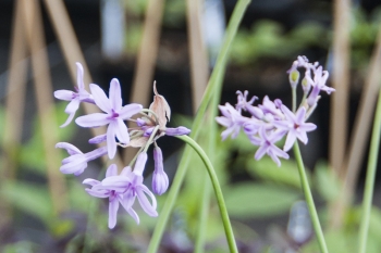 Tulbaghia violacea Variegata - Weibunter Zimmerknoblauch (BIO)
