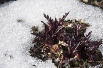 Valeriana officinalis - Echter Baldrian (BIO)
