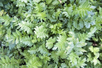 Valeriana officinalis - Echter Baldrian (BIO)