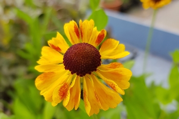 Helenium Hybride El Dorado - Sonnenbraut (BIO)