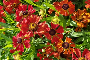 Helenium Hybride Kupferzwerg - Sonnenbraut (BIO)