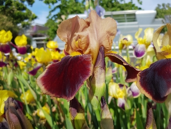Iris barbata-elatior Chocolate - Hohe Bart-Schwertlilie (BIO)